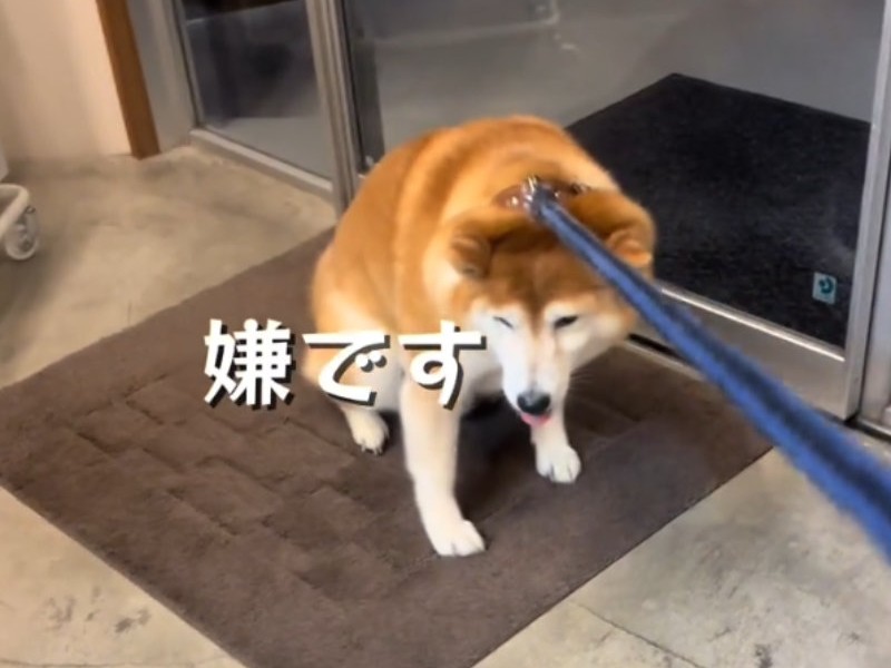 動物病院嫌いな柴犬、全力で拒否！→突然の豹変の理由は……　「単純すぎて草生える」「前世絶対人間w」（1/2） | 動物 ねとらぼ