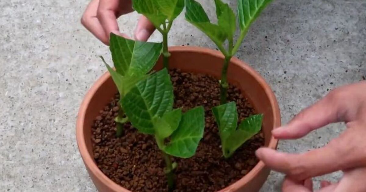 アジサイの枝をカット→そのまま土に植えて、1年後……　予想外の成長ぶりに「見ごたえありました」「生命力を感じます」 | その他生き物 ねとらぼ