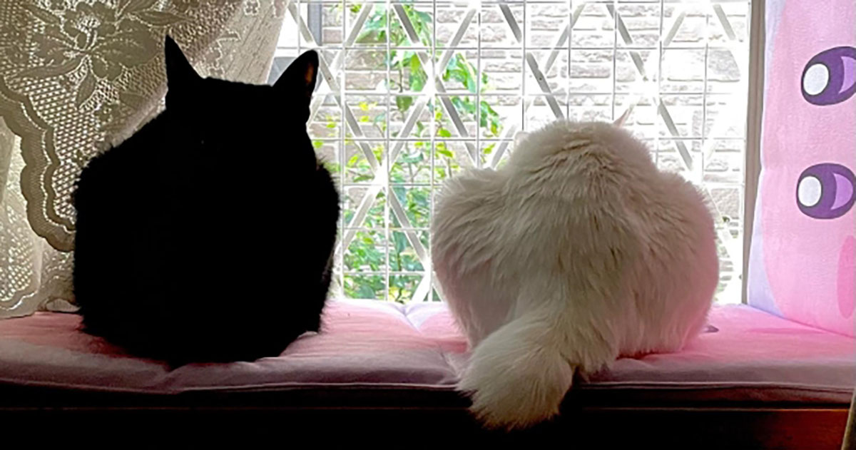 外を眺める2匹の猫だと思ったら……「えっ！」 まさかの事実に