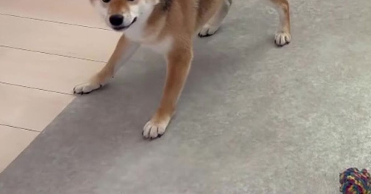 お風呂中は大人しい柴犬→上がると……　「なんで」笑っちゃうほど“豹変した姿”に「早く乾く方法かい？www」 | 犬 ねとらぼ