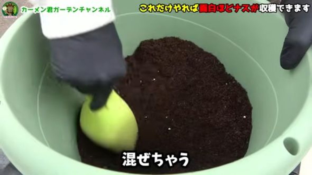 ナス1株から最低50本とれるだと！？　「知らなかった」目からウロコの解説に衝撃走る「ホント助かります！」（1/2） | ライフスタイル ねとらぼ