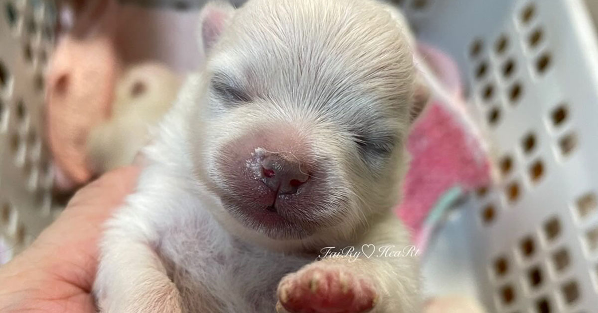 手の平サイズだった子犬→愛情たっぷりに育てたら……　成長した“現在の姿”に「これは国宝級」「至高の存在」（1/2） | 犬 ねとらぼ
