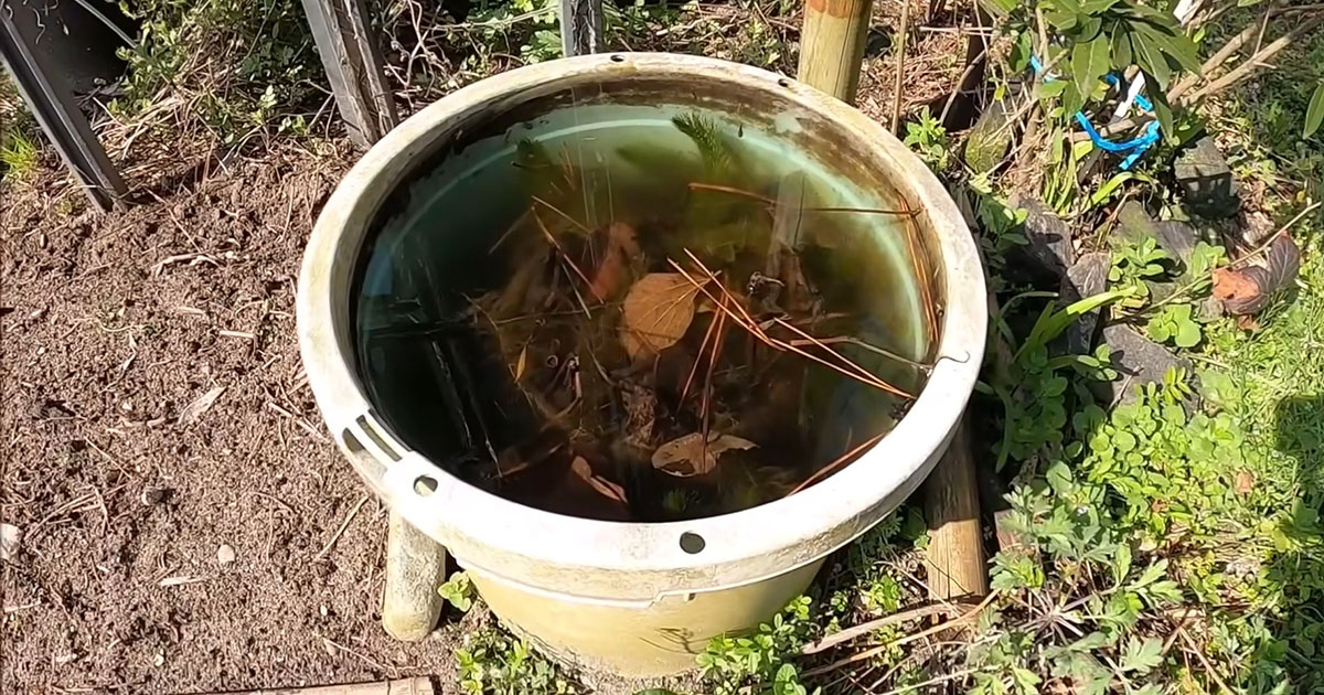 “無給餌”で育てたメダカが3年後、驚きの姿に……！　雪に覆われたビオトープで起きた奇跡「すごいものを見た」（1/2） | その他生き物 ねとらぼ