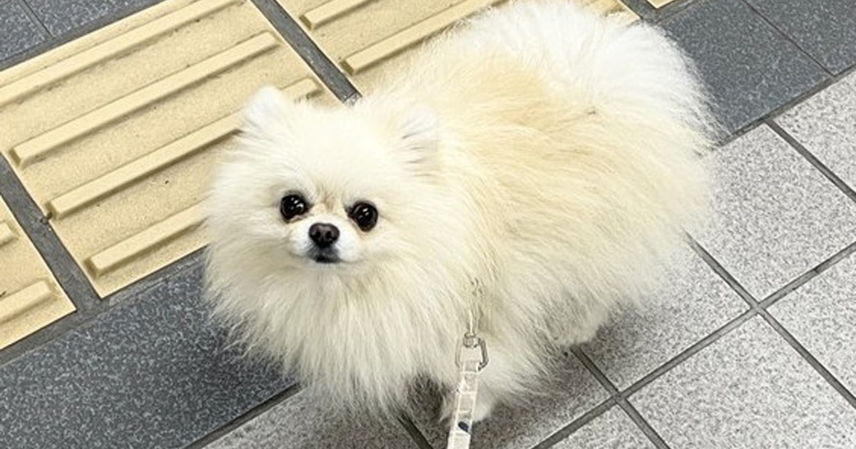 散歩中の愛犬、目に見えない強敵に必死に立ち向かった結果……　10万いいねのまさかの姿に「うちもこうなります」（1/3） | 犬 ねとらぼ