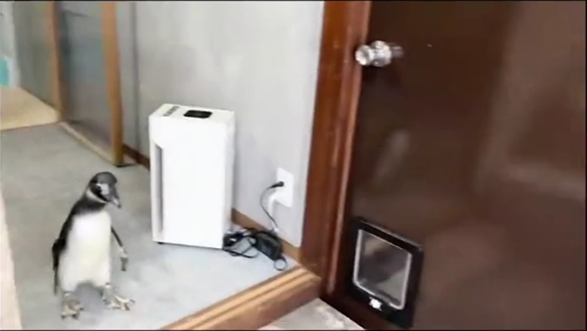 朝寝坊したペンギン、真っ先に向かったのは大好きな飼い主の……　990万再生の目を疑う光景に「心臓がギューンって」「初めて見た」（1/3） | その他生き物 ねとらぼ