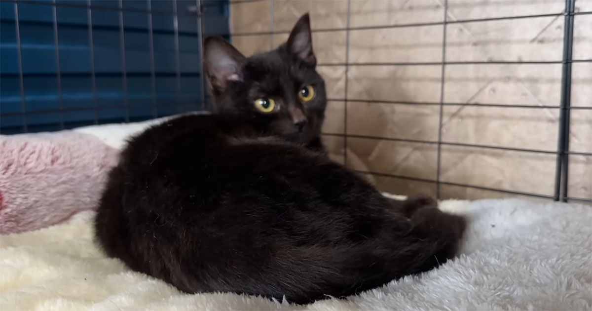 飼い主が孤独死した子猫→出戻りしてママ猫と再会したら……　“涙の結末”に「うるうるします」「親子っていいね」（1/3） | 猫 ねとらぼ