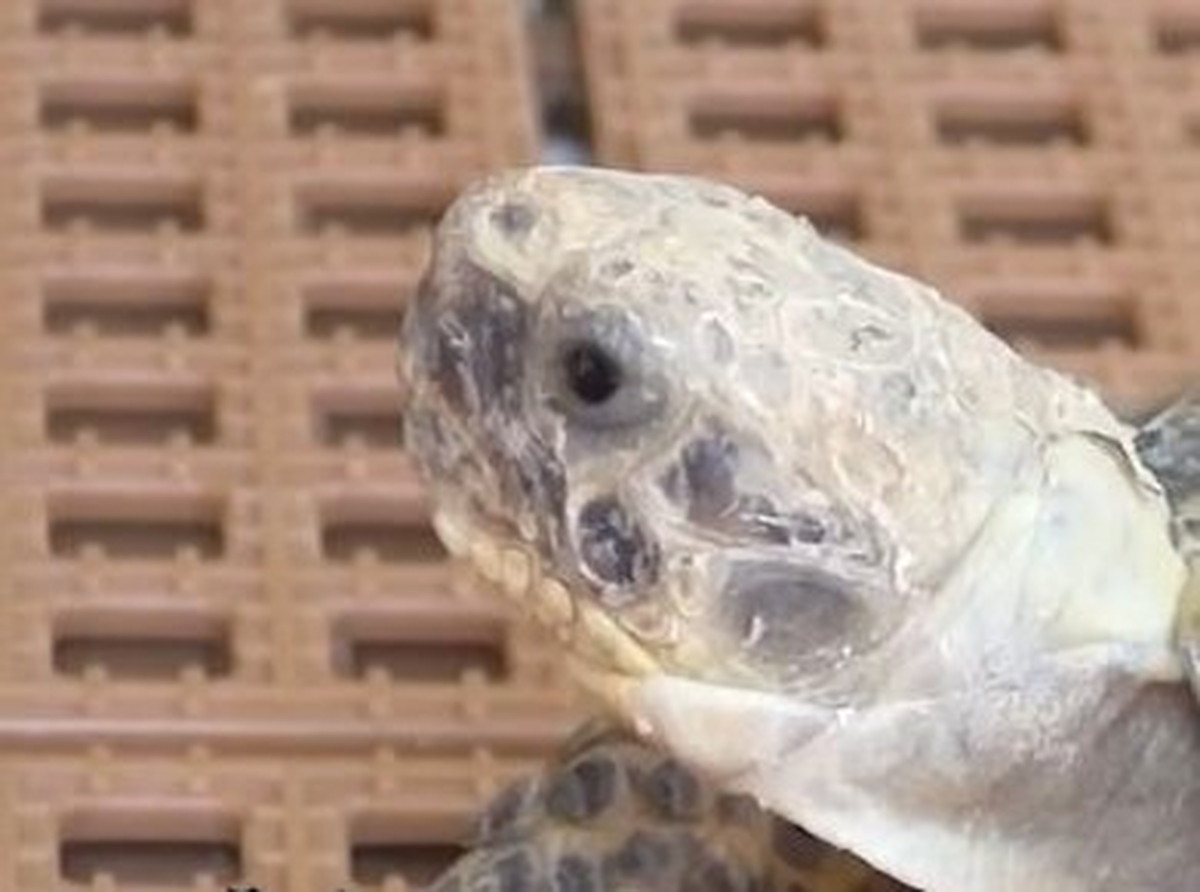 冷凍たこ焼きにそっくりな生き物→育ててみたら……　「笑った」他のペットもドン引きの暴君に「好きすぎるwww」（1/3） | 動物 ねとらぼ