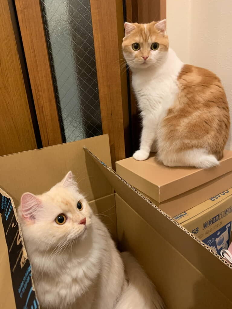 みんなで偵察？