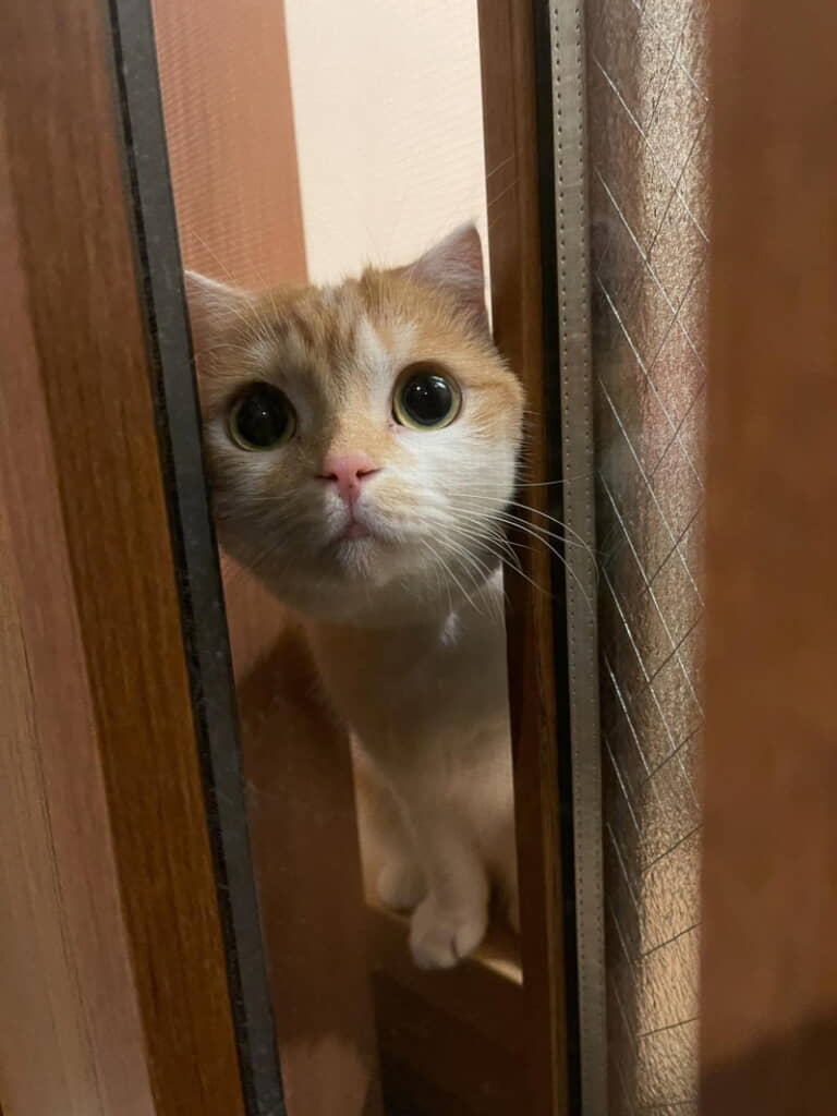 これは撮影不可避