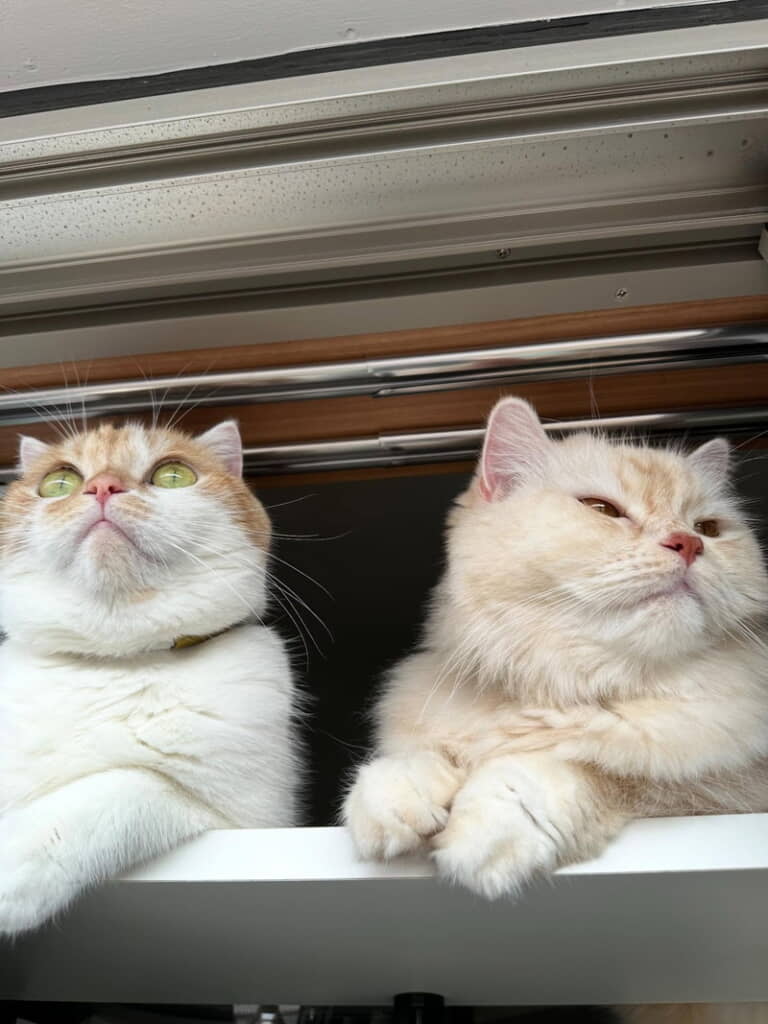 もふもふかわいいちゃん