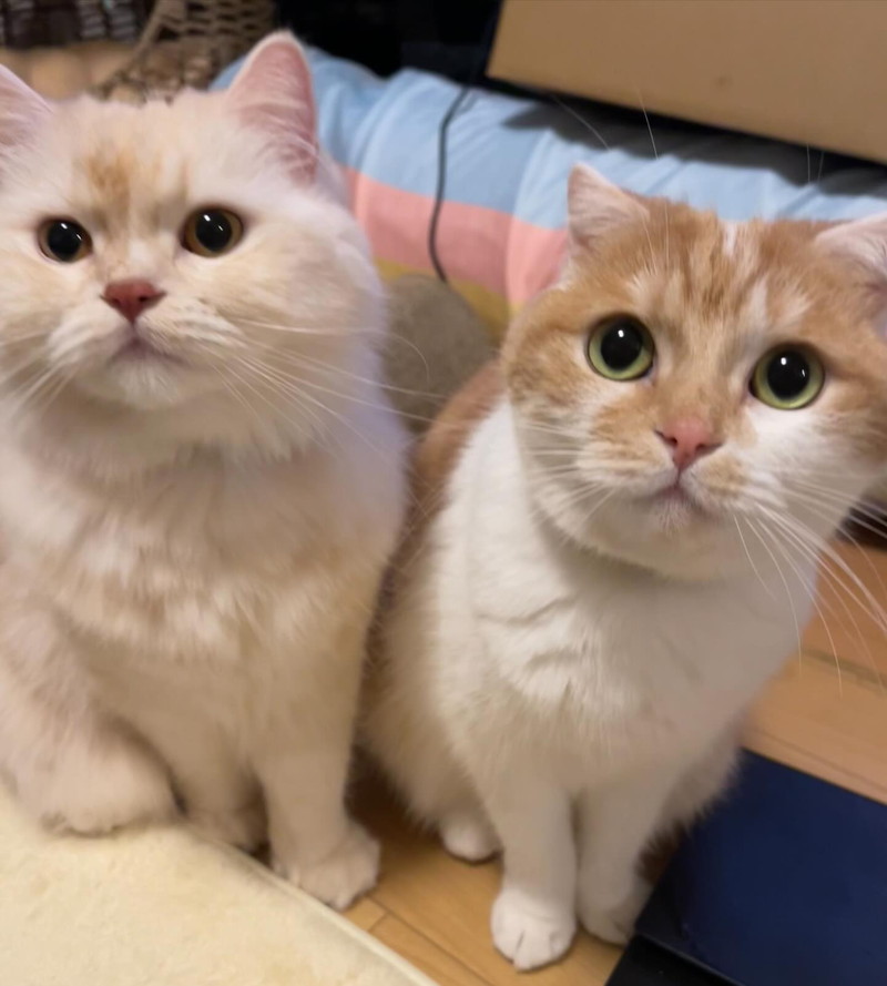 何でもお願い聞いちゃう