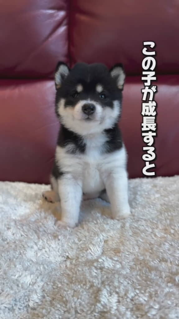 子柴犬