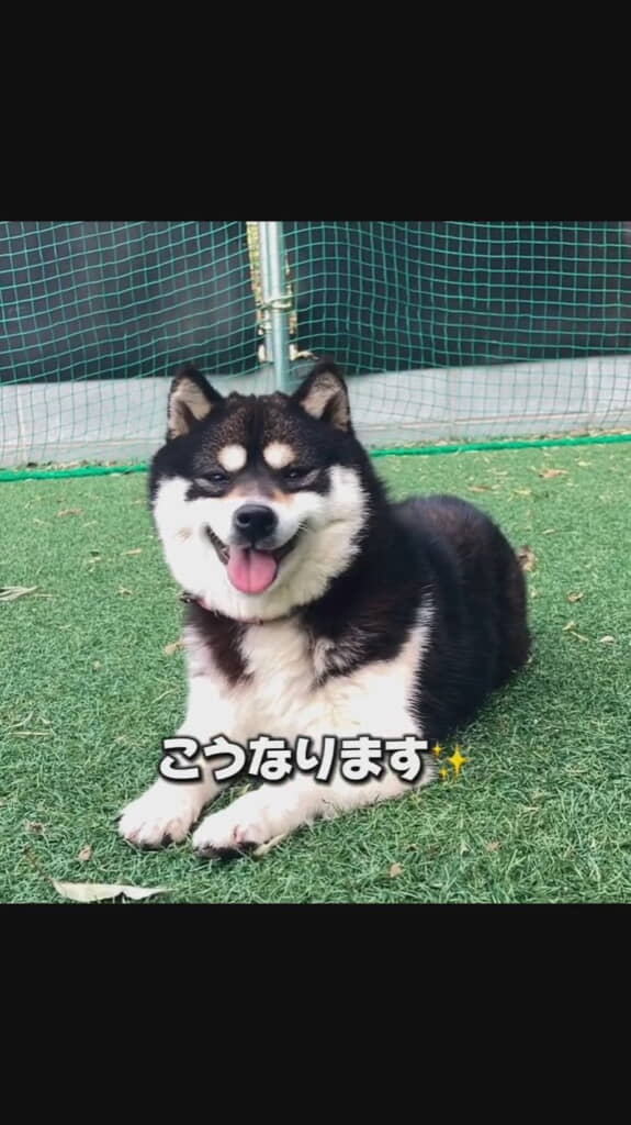 伏せている柴犬