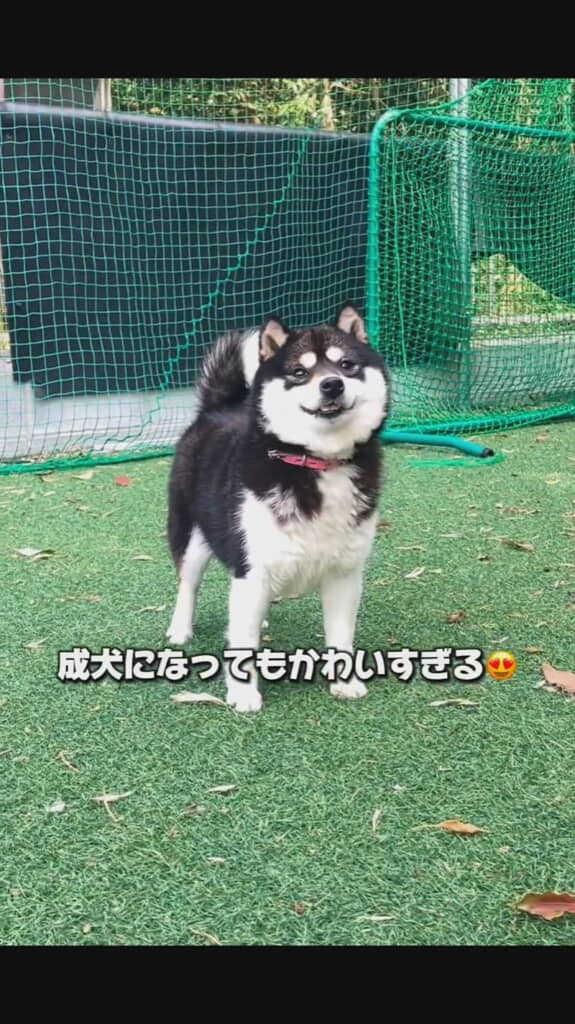 立っている柴犬