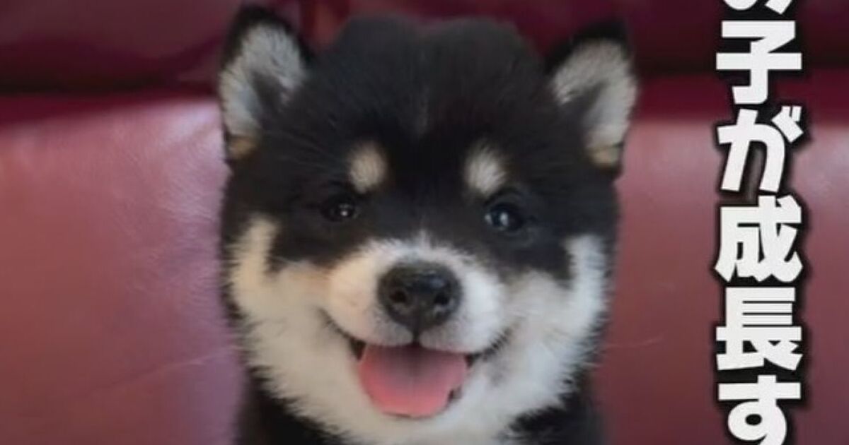 まん丸眉毛の子柴犬→成長したら……　「あらまぁ」予想外の姿に驚き「イケメン」「ハスキーかと思った」 | 犬 ねとらぼ