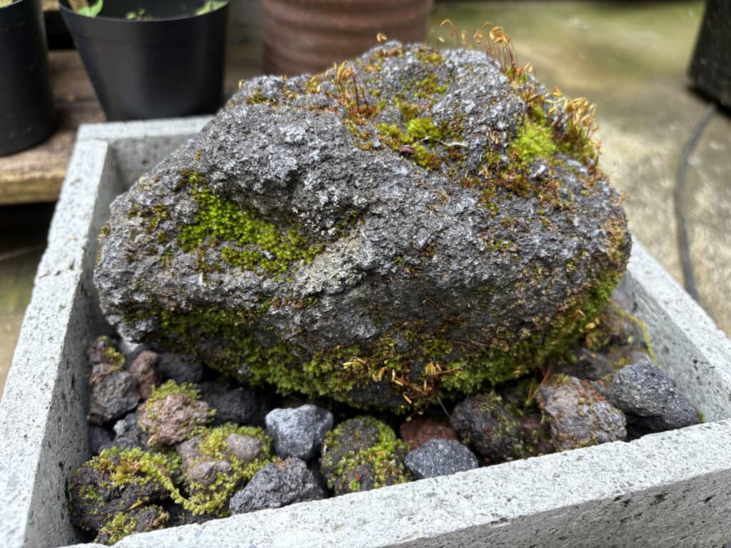 2025年6月2日時点の石。約3週間後に迎える2周年の節目で、どんな姿になるのか……