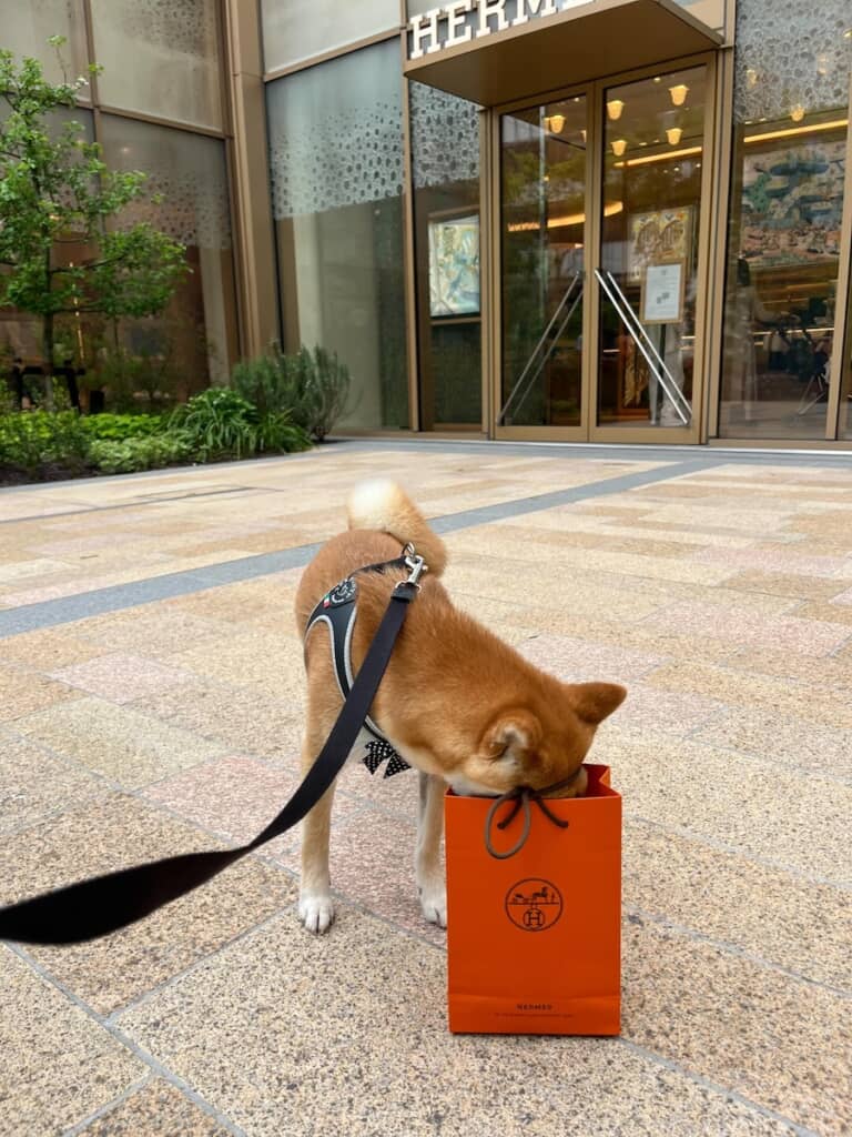 1万2000円のシャンプーに興味津々（？）のかいとくん