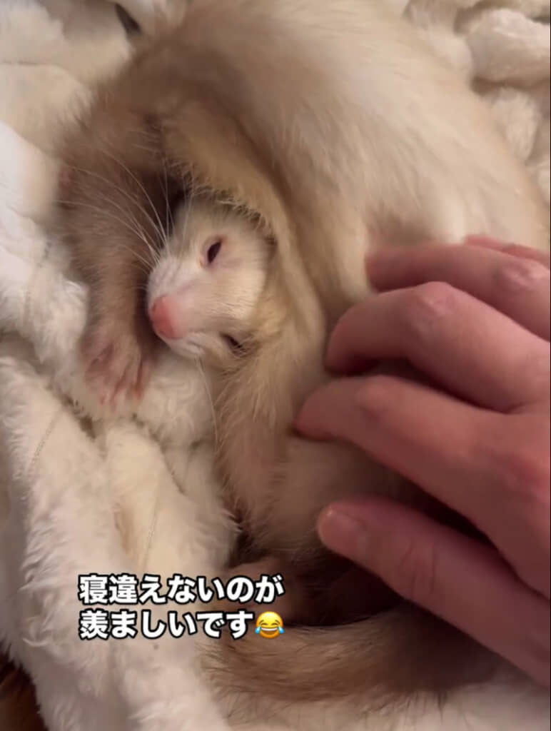 寝違えないのが羨ましい