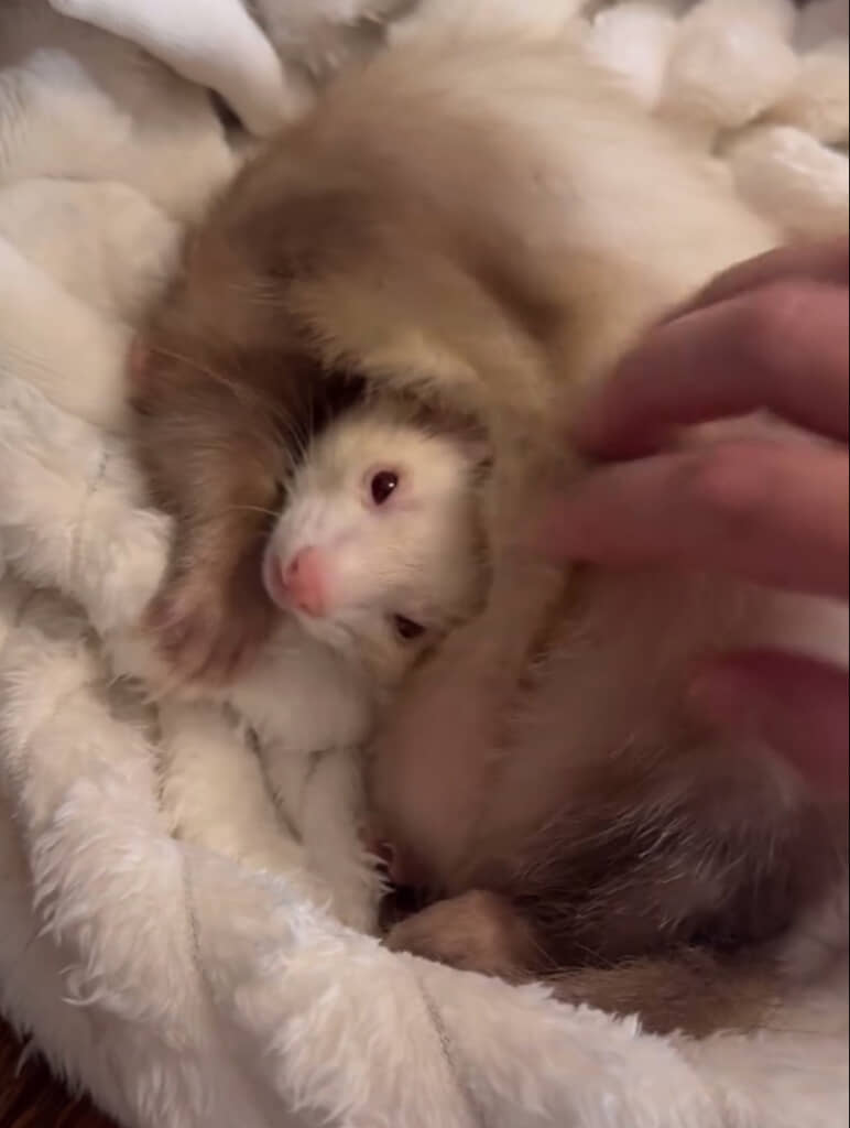 リラックスモードでまだまだ眠たそう