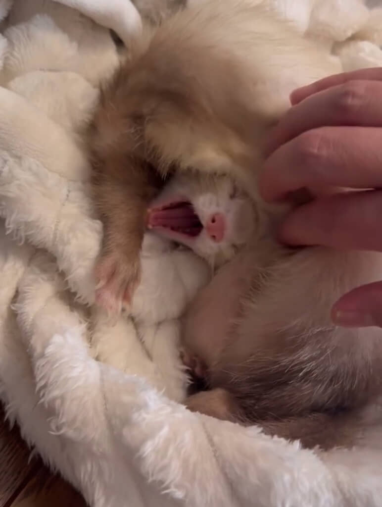 大きなお口であくびを披露