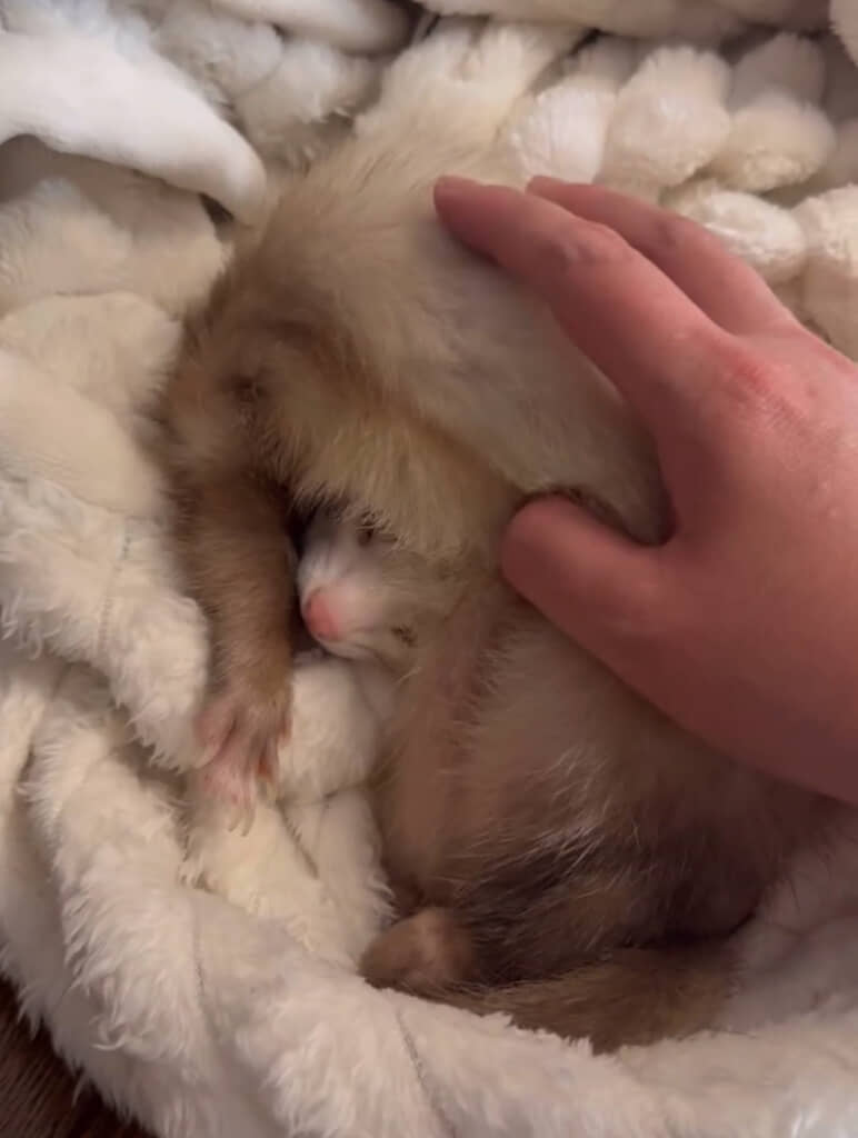 アクロバティックすぎる寝相で登場