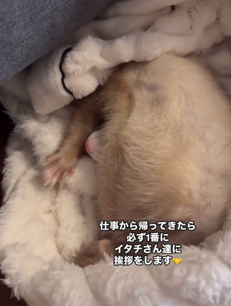 ブランケットにくるまるきーちゃんを発見