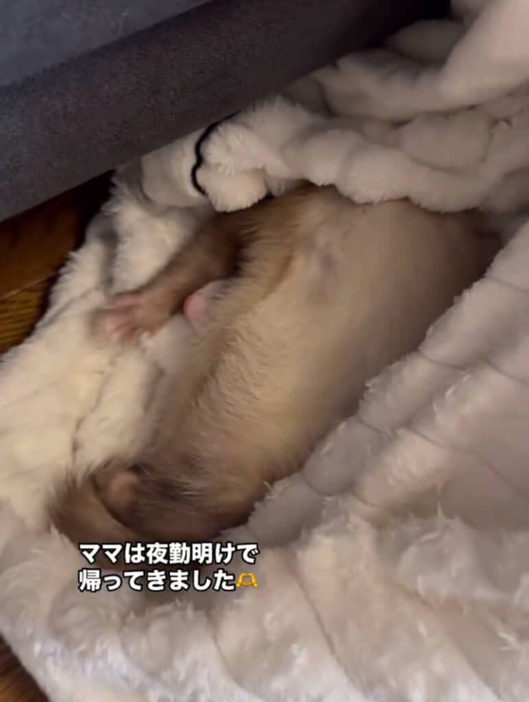 仕事終わりにフェレットたちにあいさつするのが日課のママさん