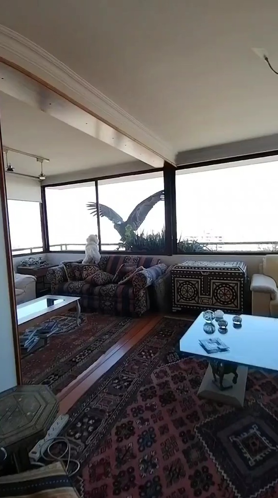 羽を広げているコンドルとトイプードル