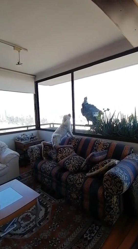 窓の外でくつろぐコンドル