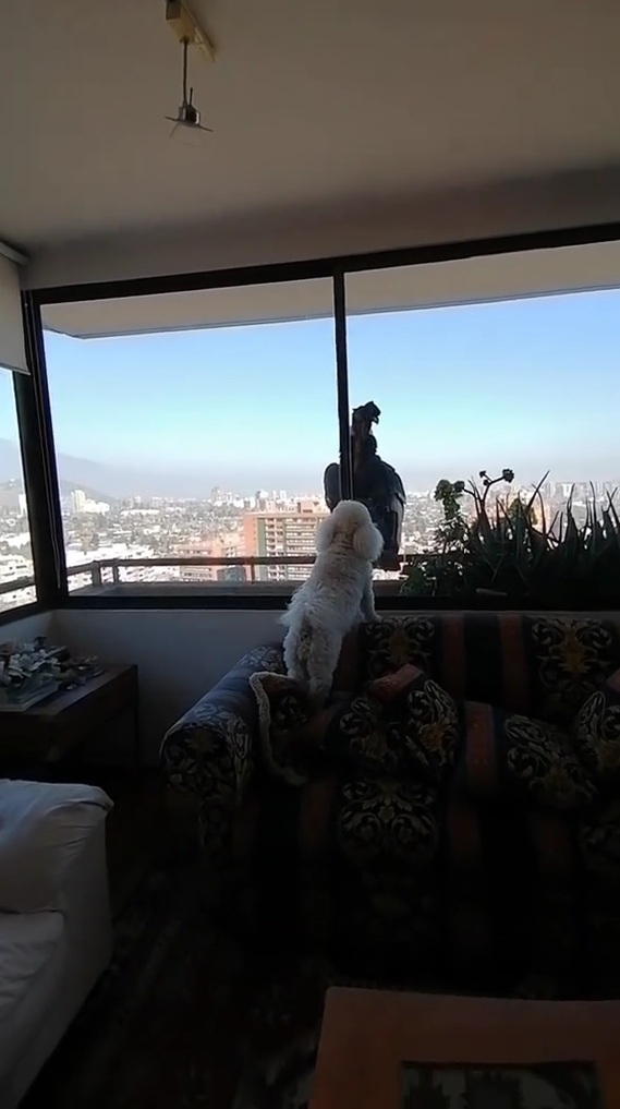 仲良しなコンドルとトイプードル