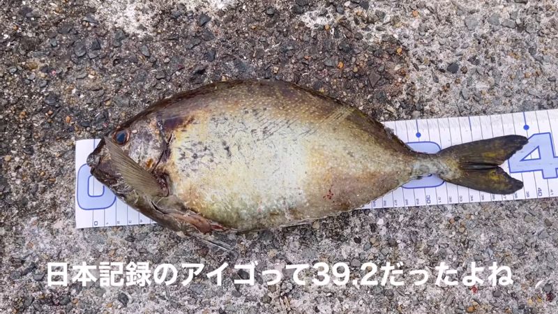 全長約40センチのアイゴ