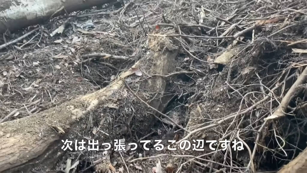 出っ張った木の枝