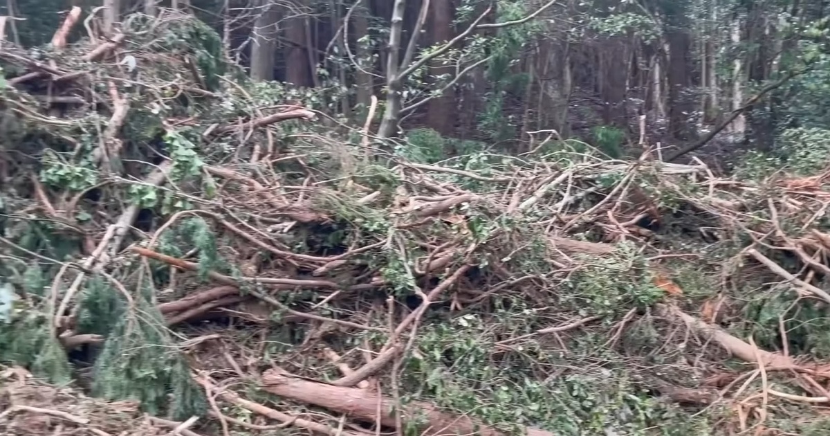 150万で買ったジャングル廃墟→とんでもない光景を1人でコツコツ片づけたら……　驚きの結末に「ただただ凄い」「感無量です」（1/3） | ライフスタイル ねとらぼ