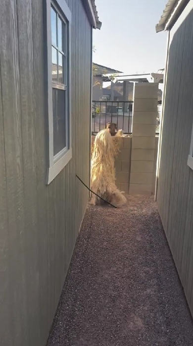 モップのような犬