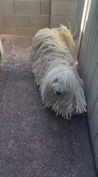 モップのような犬