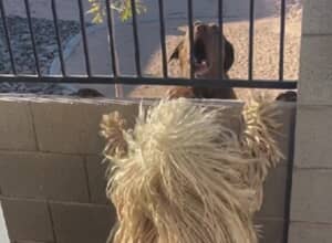 モップのような犬