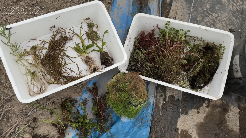 今回使う水草、お世辞にもキレイとは言えません