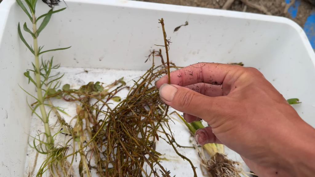 葉っぱがなくなっているものや