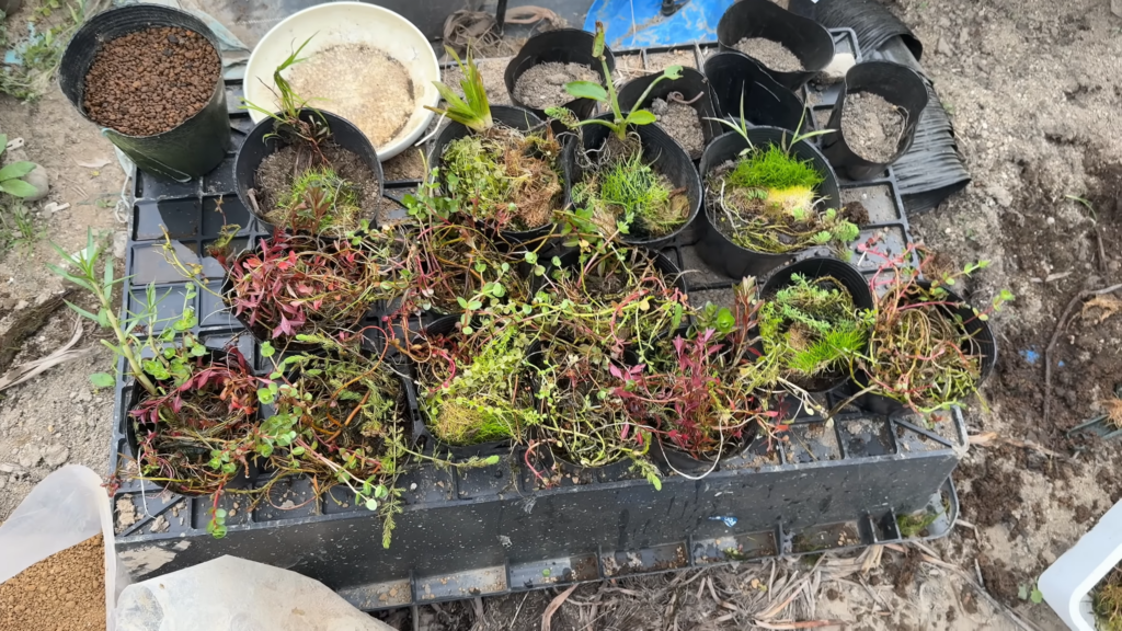 植え付け完了！