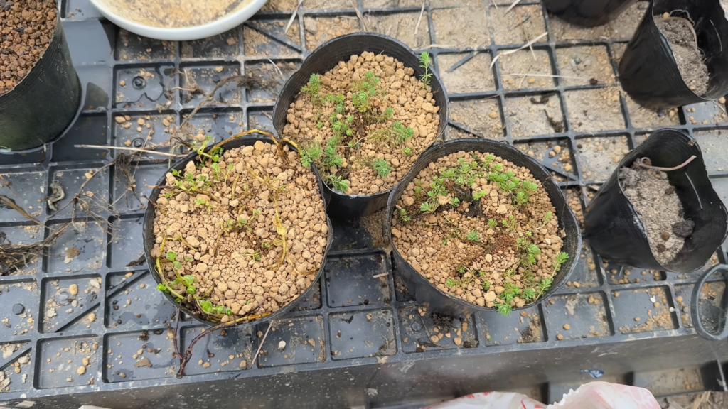 1カ月後が楽しみです