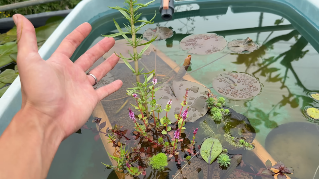 こちらの寄せ植えには7種類もの水草が