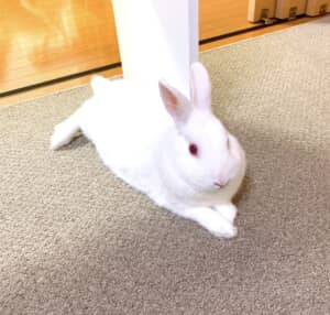 兎耳山明依