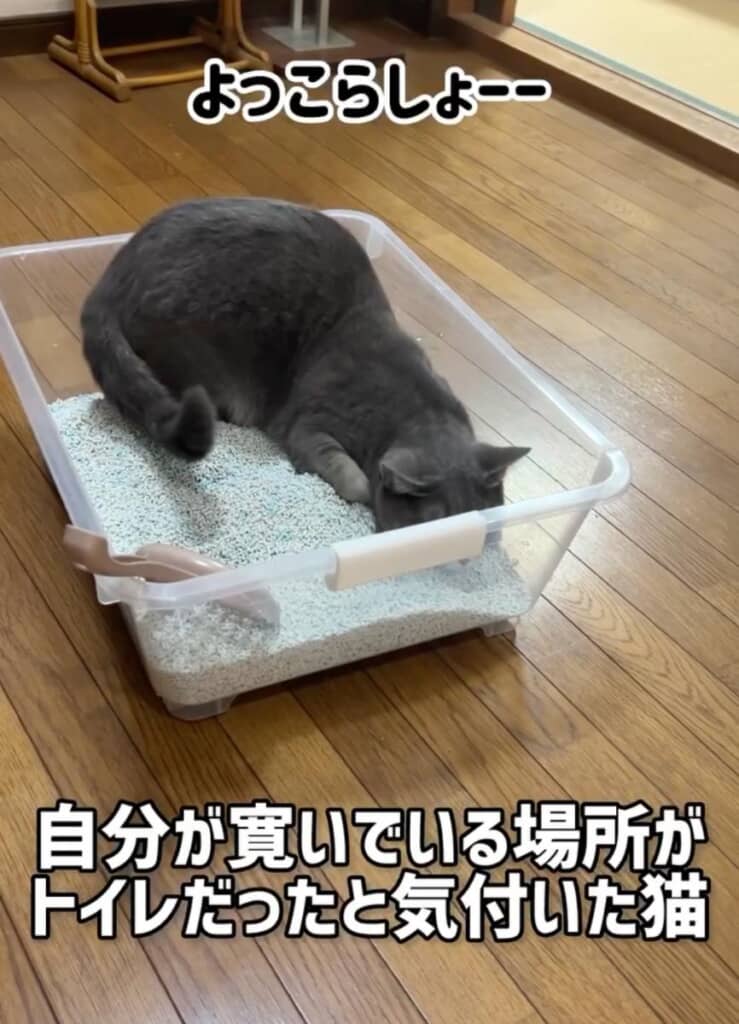 リラックスしようとする猫