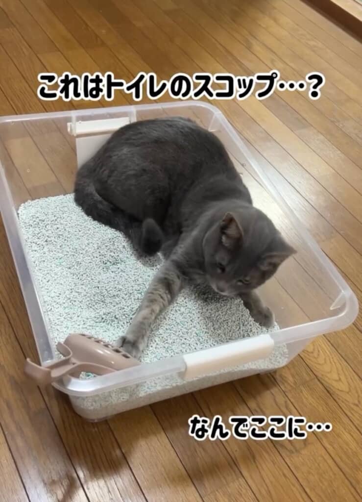 トイレのスコップがあるな