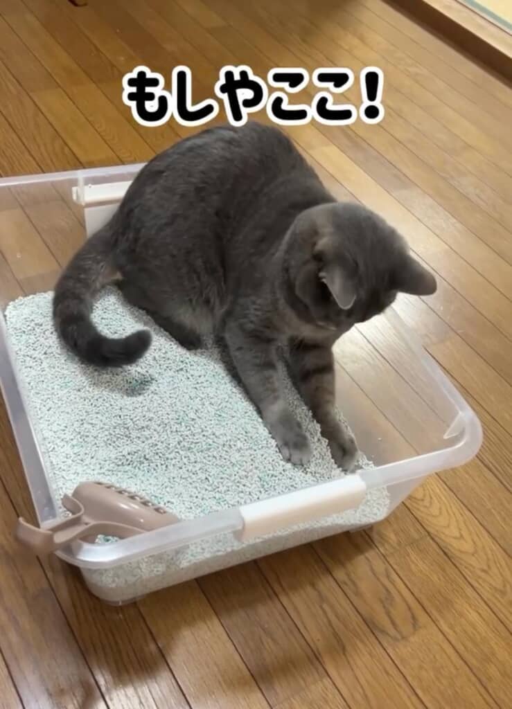 猫砂も確認
