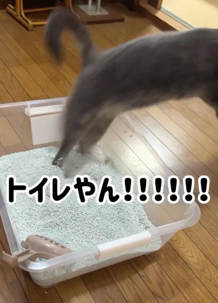 大慌てでトイレから脱出