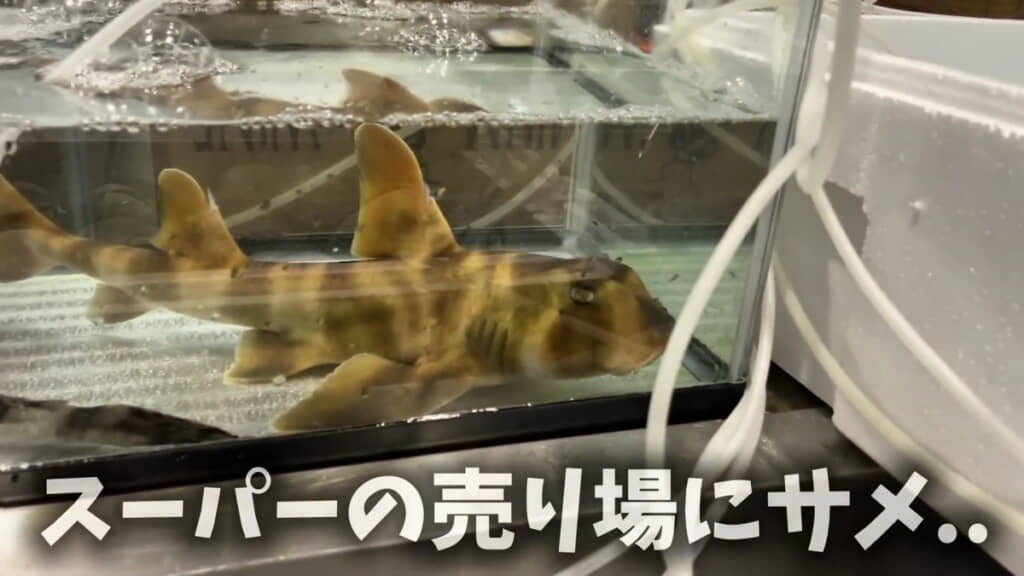 スーパーの売り場にサメが？
