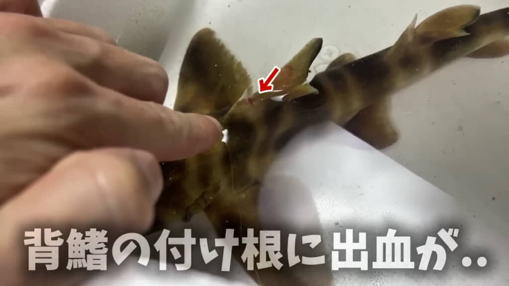 弱っている上に出血も……