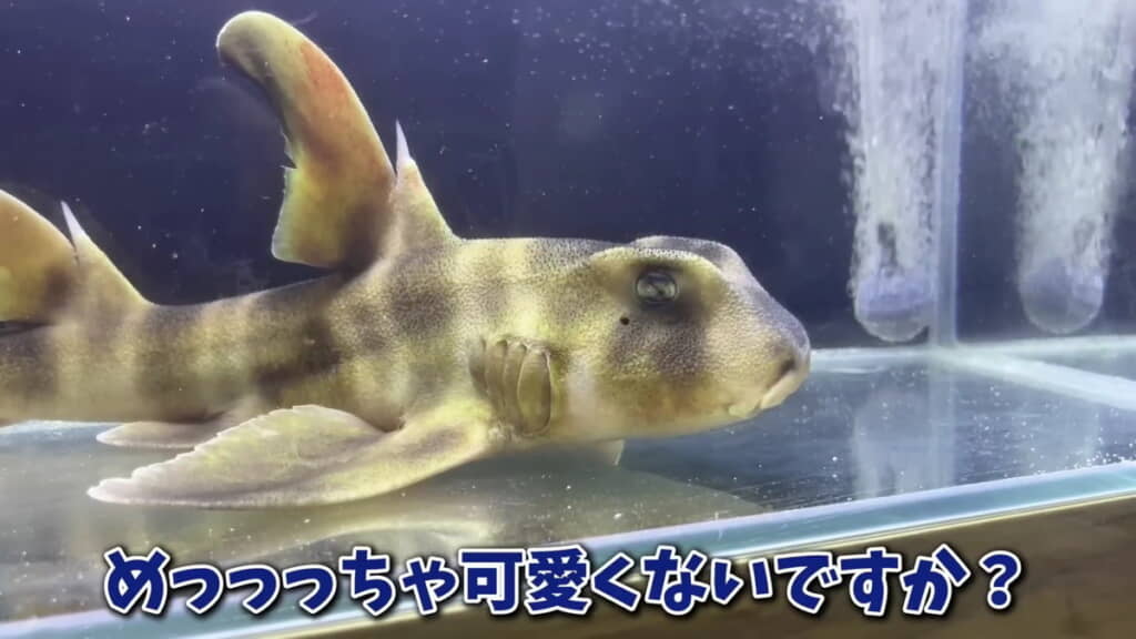 ネコザメというサメです