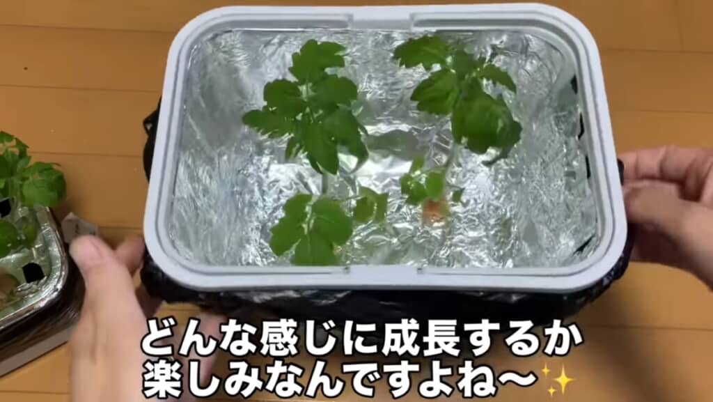 定植も完了！